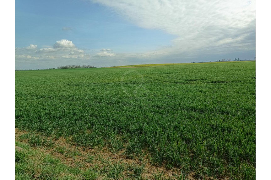 średzki, Kostomłoty, Duża działka z potencjałem inwestycyjnym!
